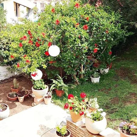 Πανσιόν Gerania Άσσος